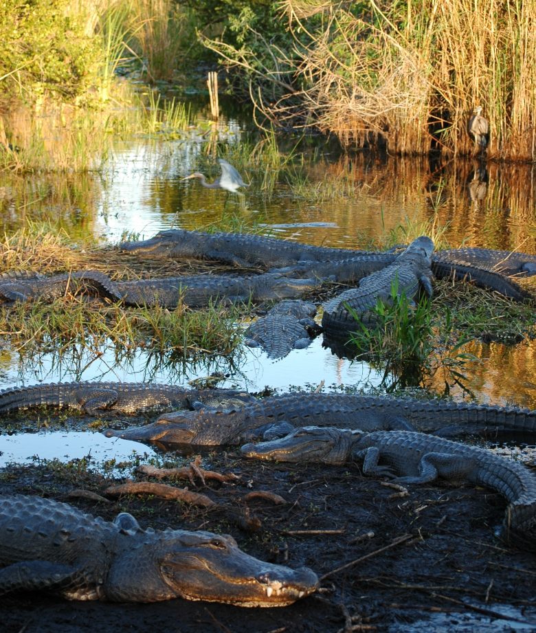 Everglades NP alligators STE Elizabeth Queen